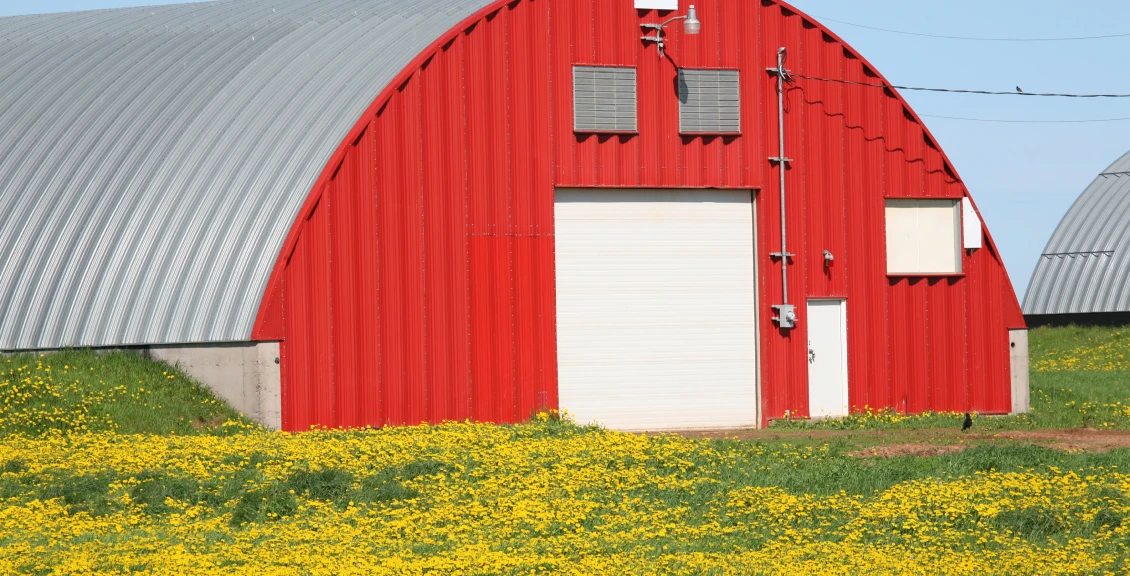 Red farm building and dandelions